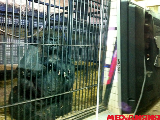 ТЕТ, горилла Тони, киевский зоопарк, лечение депрессии